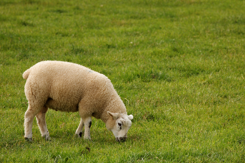  A sheep grazing in a field 